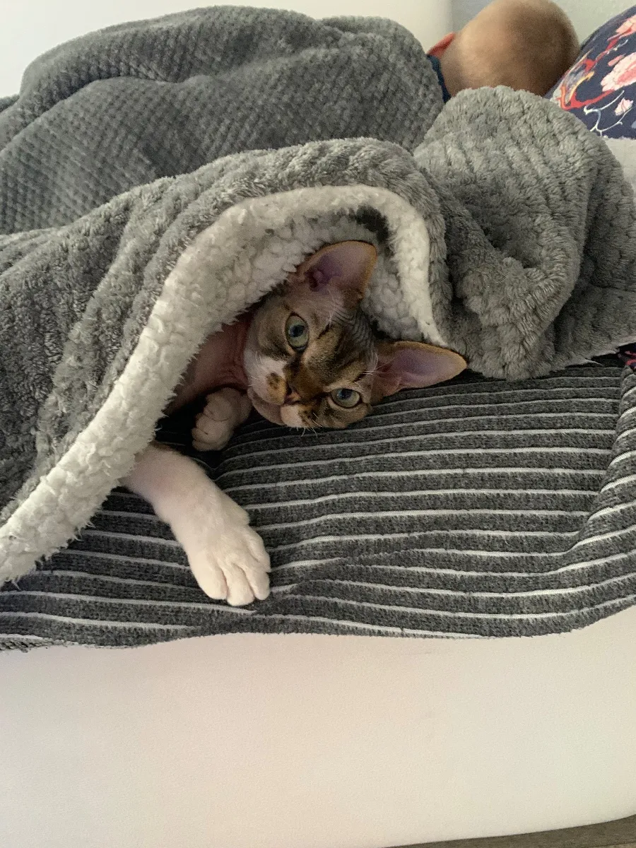 Котёнок Девон рекс – 5