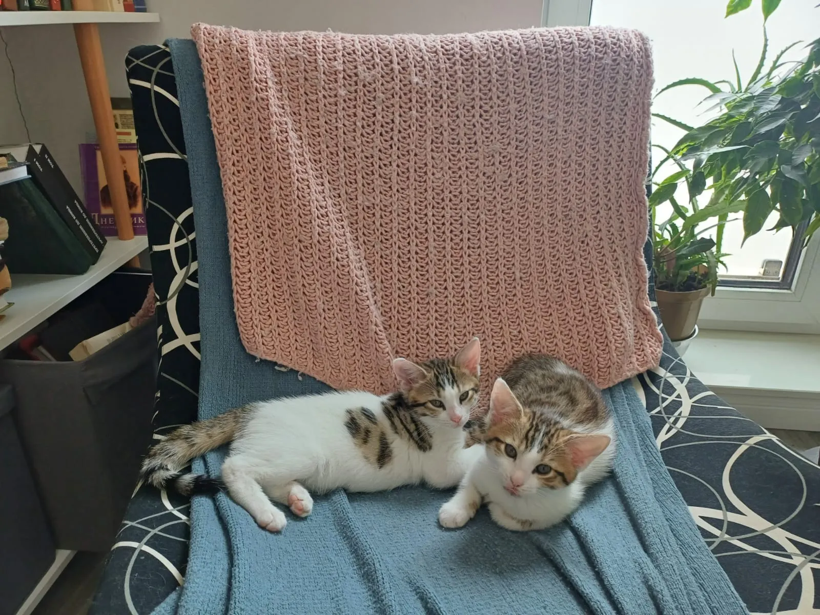 Котята – 2